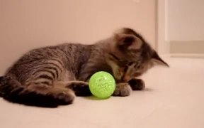 Oskars First Toys - Animals - VIDEOTIME.COM