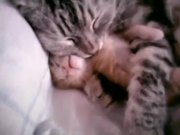 Kitten Bad Dreams