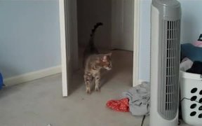 Scaredy Cat - Animals - VIDEOTIME.COM