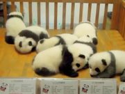 Crib Full Of Pandas