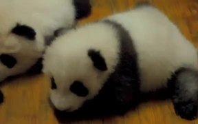 Crib Full Of Pandas - Animals - VIDEOTIME.COM
