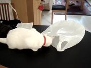 Cat Vs Plastic Bag