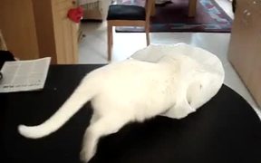 Cat Vs Plastic Bag - Animals - VIDEOTIME.COM