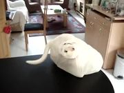 Cat Vs Plastic Bag
