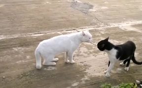 Cobra Snake Cat - Animals - VIDEOTIME.COM