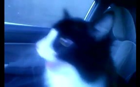 Cat Loves Car Rides - Animals - VIDEOTIME.COM