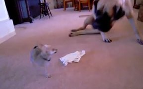 Tiny Vs Huge Dog - Animals - VIDEOTIME.COM
