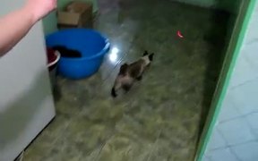 Spider Cat - Animals - VIDEOTIME.COM