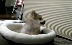 Tiny Puppy Wolf - Animals - VIDEOTIME.COM