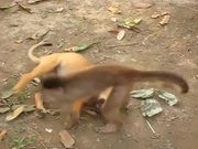 Monkey Playing With A Dog