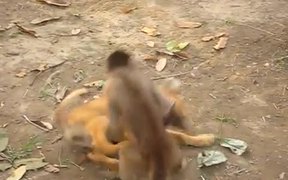 Monkey Playing With A Dog - Animals - VIDEOTIME.COM