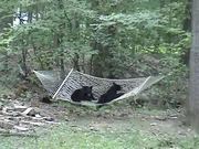Bear Cubs Hammock