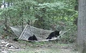 Bear Cubs Hammock - Animals - VIDEOTIME.COM