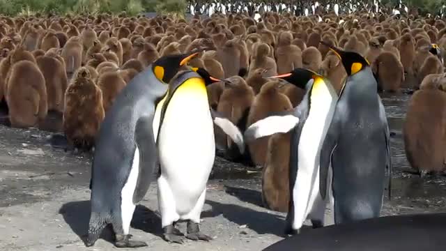 Penguin Slap Fest
