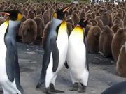 Penguin Slap Fest