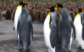 Penguin Slap Fest - Animals - VIDEOTIME.COM