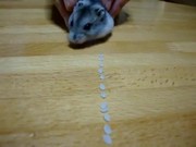 Hamster Vacuum