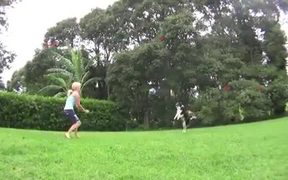 VolleyBall Dog - Animals - VIDEOTIME.COM