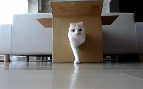 The Cat Box - Animals - VIDEOTIME.COM