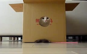 The Cat Box - Animals - VIDEOTIME.COM