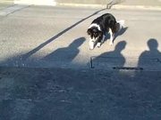 Dog Hates Shadows