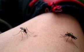 Mosquito Sucking - Animals - VIDEOTIME.COM