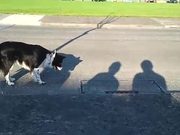 Dog Hates Shadows