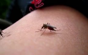 Mosquito Sucking - Animals - VIDEOTIME.COM