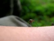 Mosquito Sucking