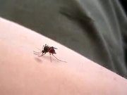Mosquito Sucking