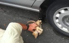 Kitty Mechanic - Animals - VIDEOTIME.COM