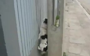 Fence Climbing Dog - Animals - VIDEOTIME.COM