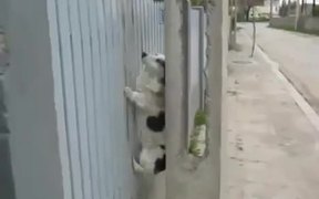 Fence Climbing Dog - Animals - VIDEOTIME.COM