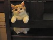 Kitten Loves The Chair
