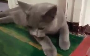 Cat Or Dog - Animals - VIDEOTIME.COM
