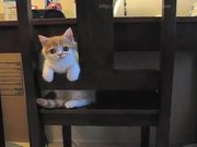 Kitten Loves The Chair