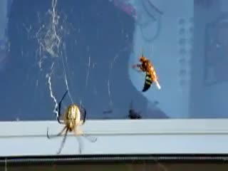 Spider Vs Wasp