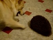 Dog Vs Hedgehog