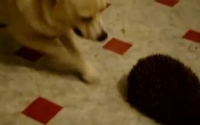 Dog Vs Hedgehog - Animals - VIDEOTIME.COM
