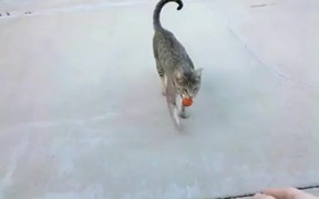 Cat Playing Fetch - Animals - VIDEOTIME.COM