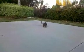 Cat Playing Fetch - Animals - VIDEOTIME.COM