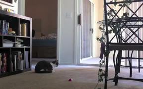 Cat Hates Guitars - Animals - VIDEOTIME.COM