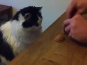 Cat Shells Game