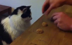 Cat Shells Game - Animals - VIDEOTIME.COM