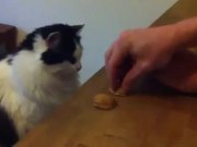 Cat Shells Game