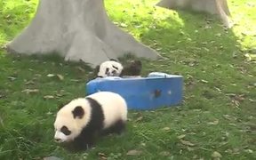 Pandas On Rocking Horses - Animals - VIDEOTIME.COM