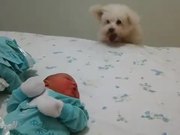 Dog Sees Baby