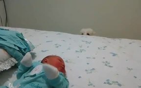 Dog Sees Baby - Animals - VIDEOTIME.COM