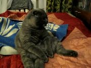 Fattest Laziest Cat
