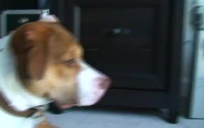 Cat Destroys Dog - Animals - VIDEOTIME.COM